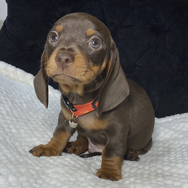 Chocolate